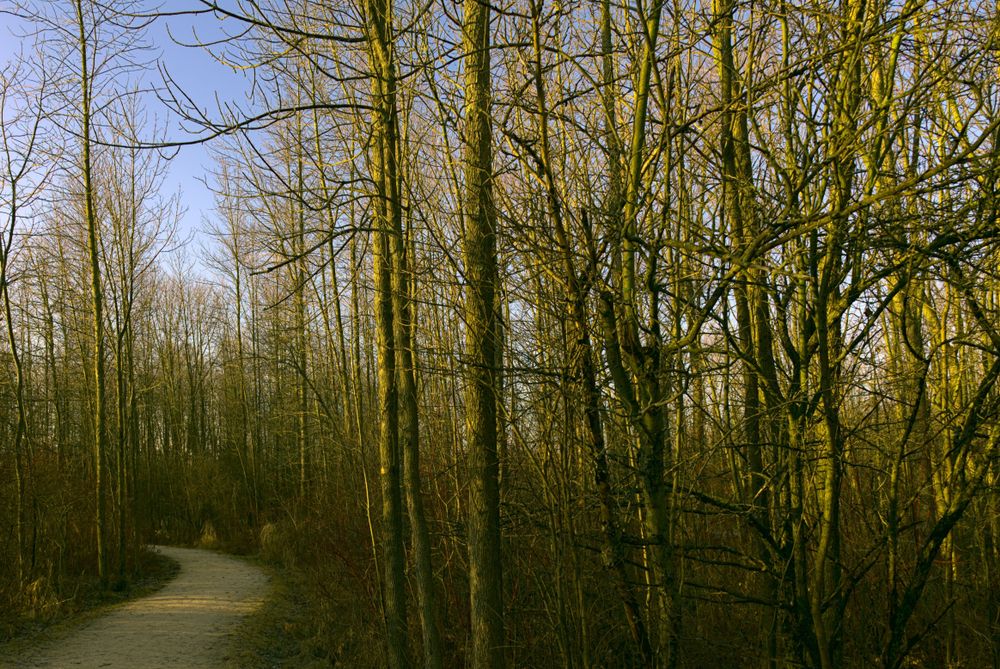 Trees framing the trail of Lion’s Den Gorge Nature Preserve