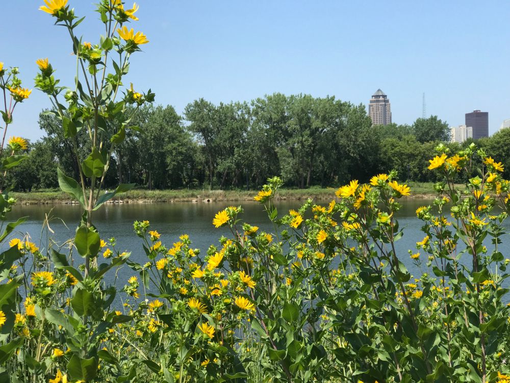 Yellow color flower at Gray’s Lake Park