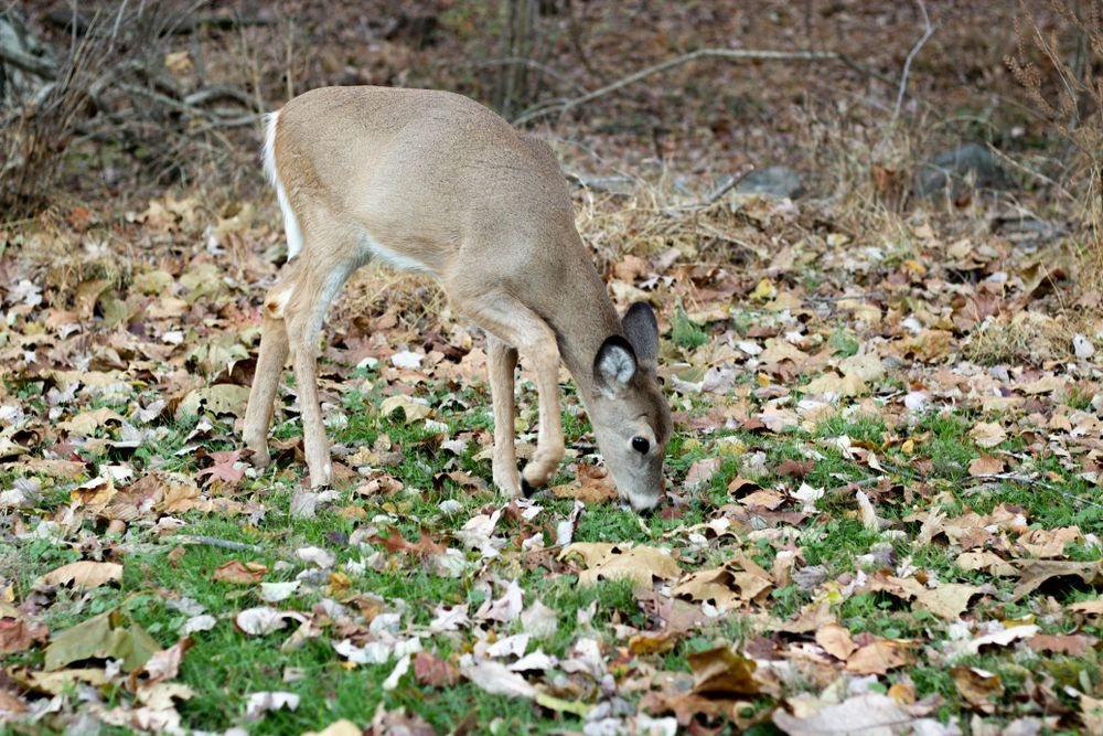 Young deer eating autumn leaves in a forest at Great Falls Park