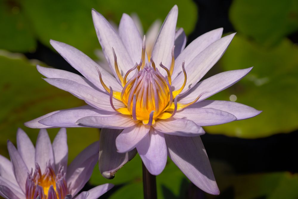 Water Lily at Greater Des Moines Botanical Gardens