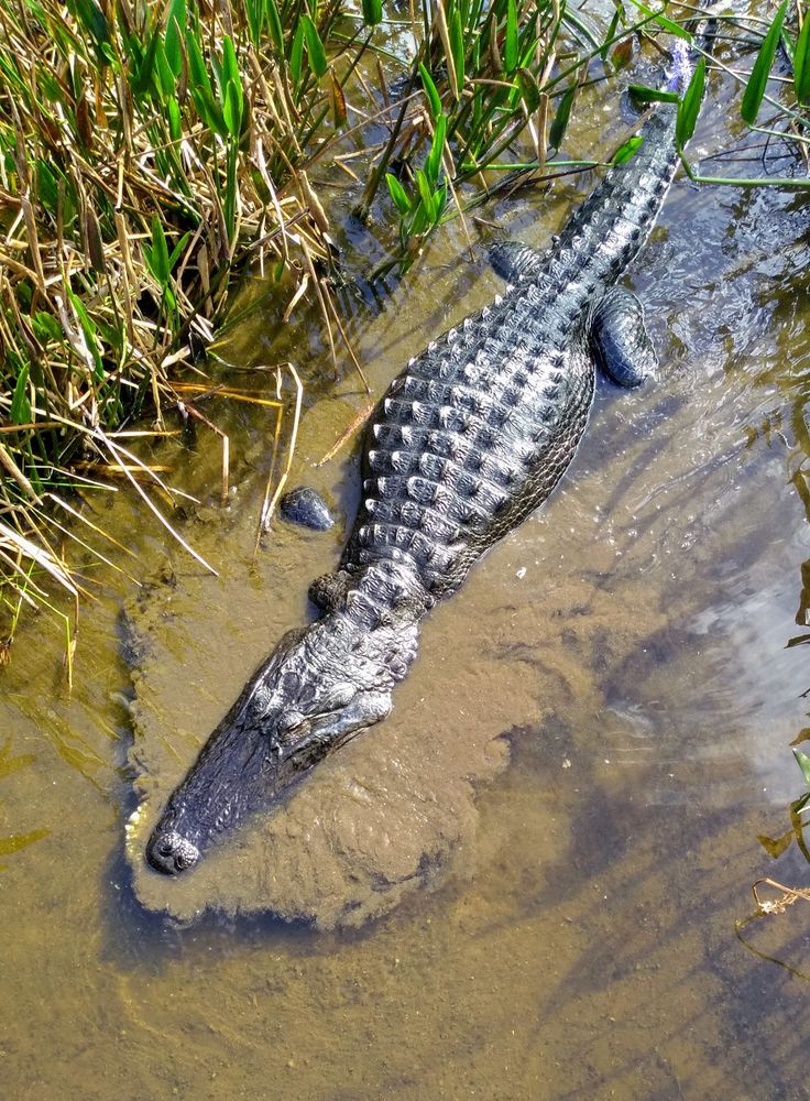 Alligator swimming through the swamps at Green Cay Wetland