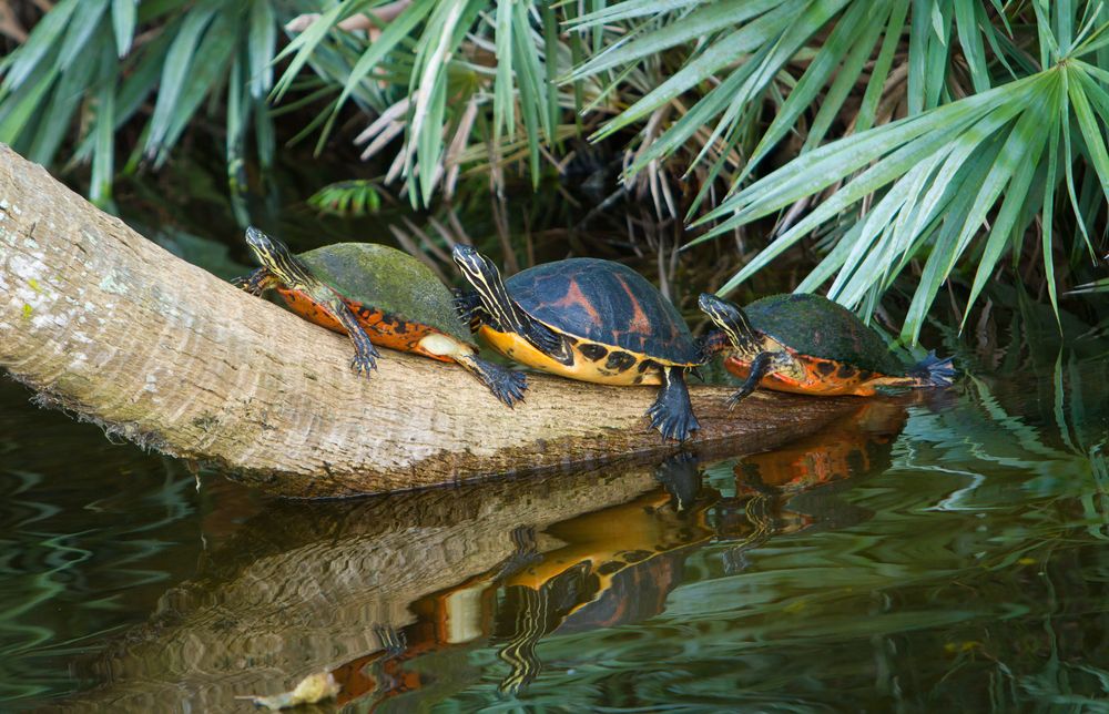 Turtles at Green Cay Wetlands