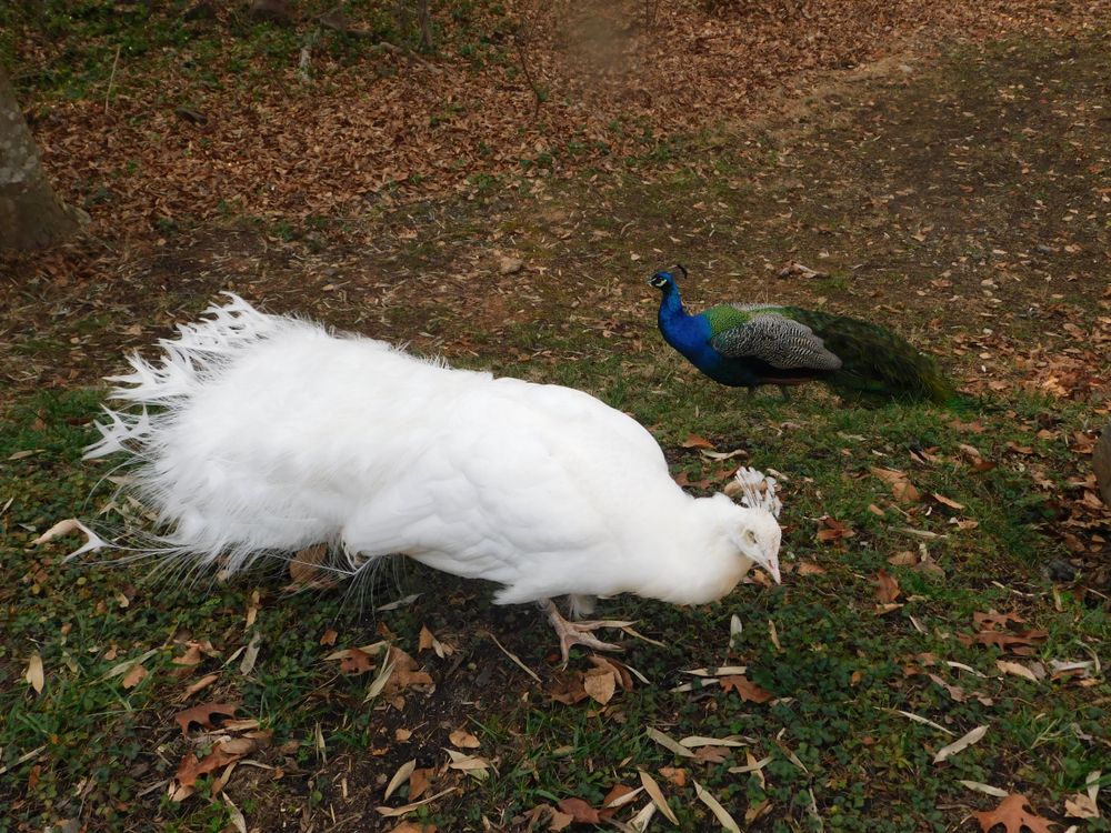 Peacocks at Greensboro Science Center