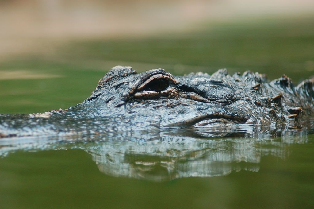 Alligator at the Greenville Zoo