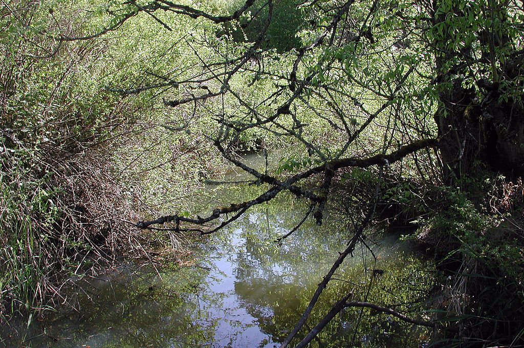 Fanno creek passing through the Greenway Park