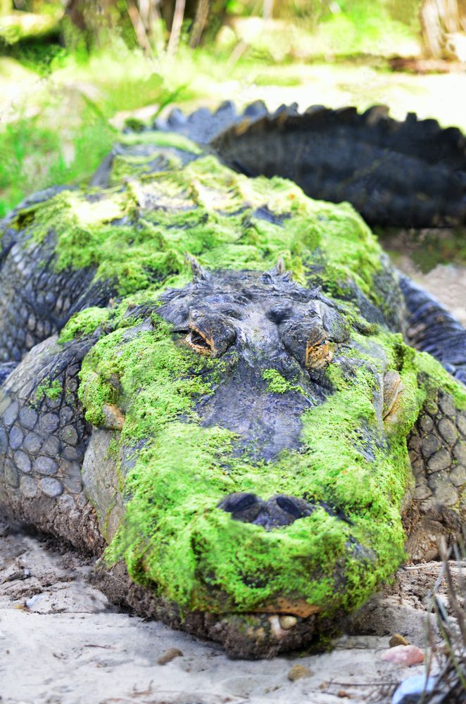 Alligator at Gulf Breeze Zoo