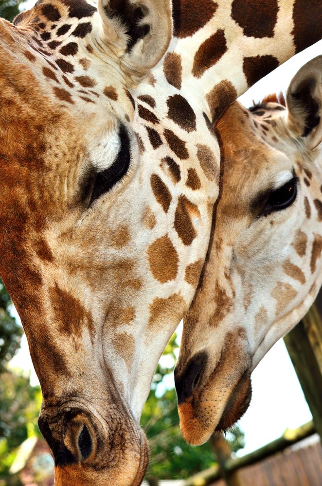 Giraffe at Gulf Breeze Zoo