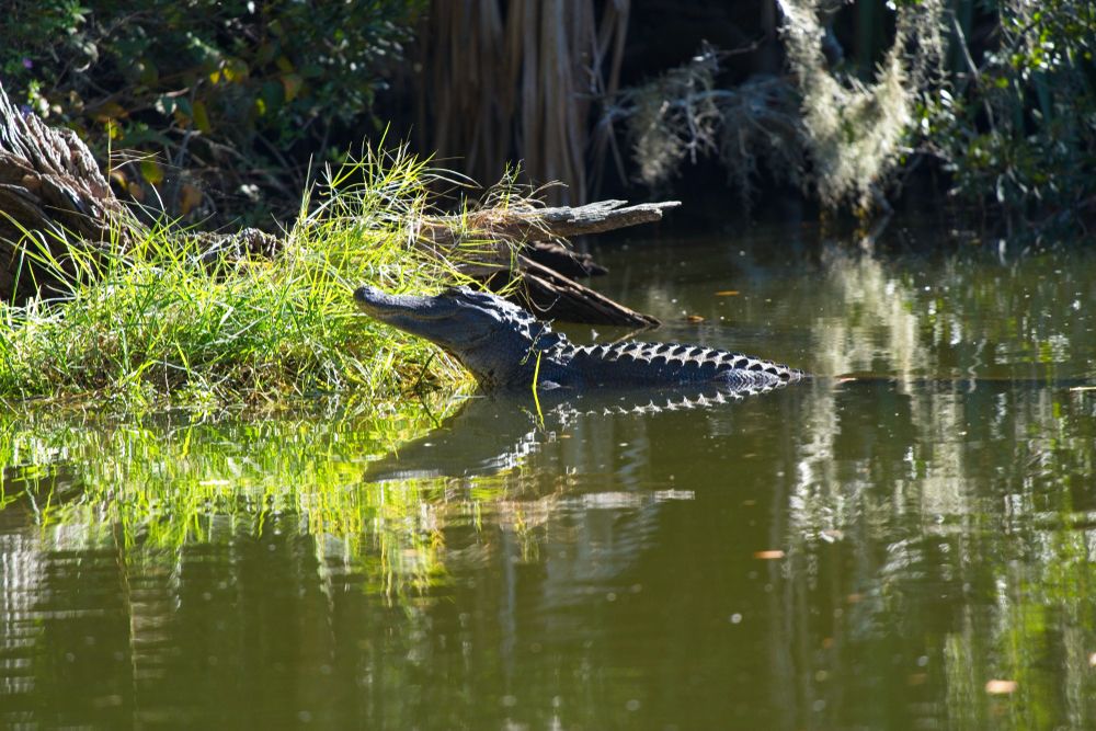 Alligator at Hanna Park