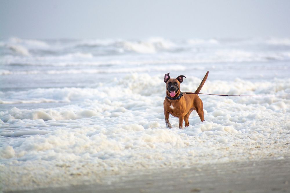 Dog playing on the shoreline of Hanna Park