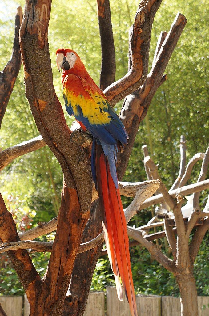 Macaw at Happy Hollow Park and Zoo