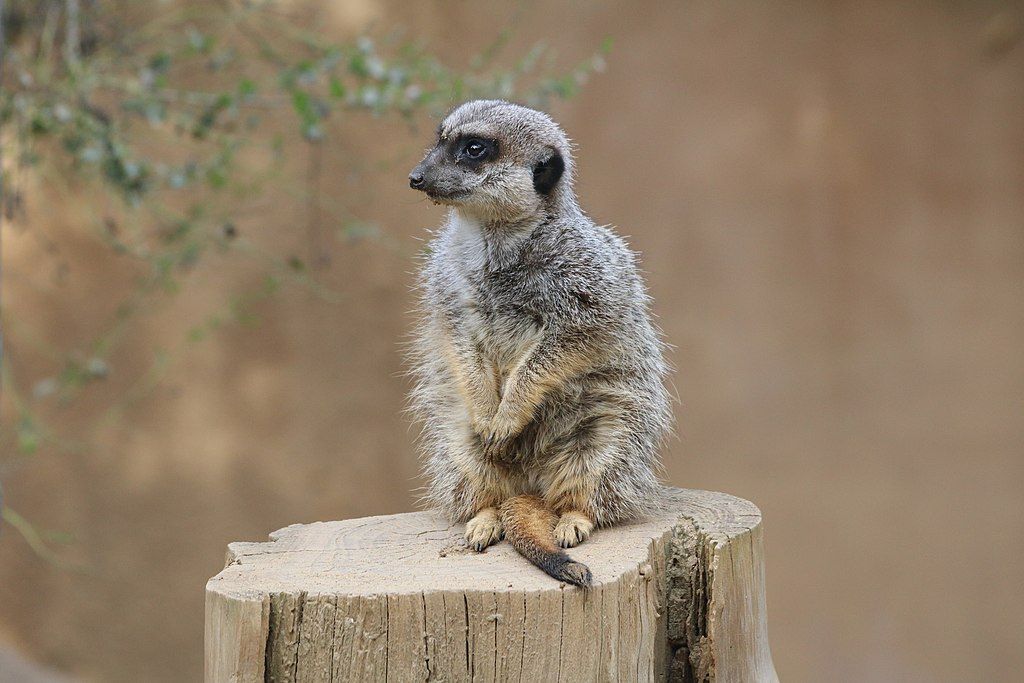Meerkat at Happy Hollow Park and Zoo
