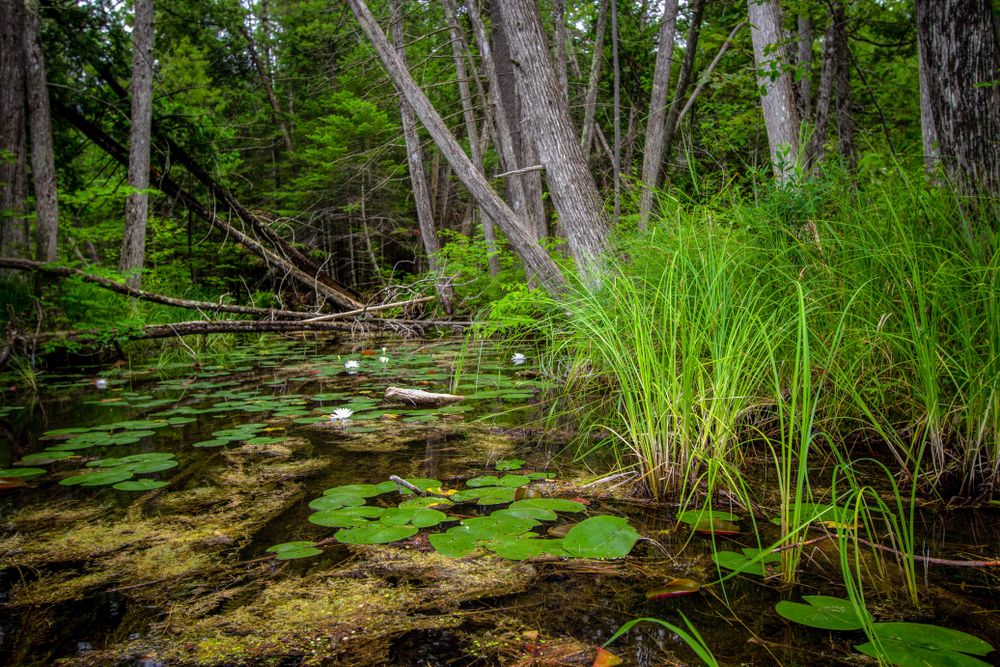 Wetland at Hartwick Pines State Park