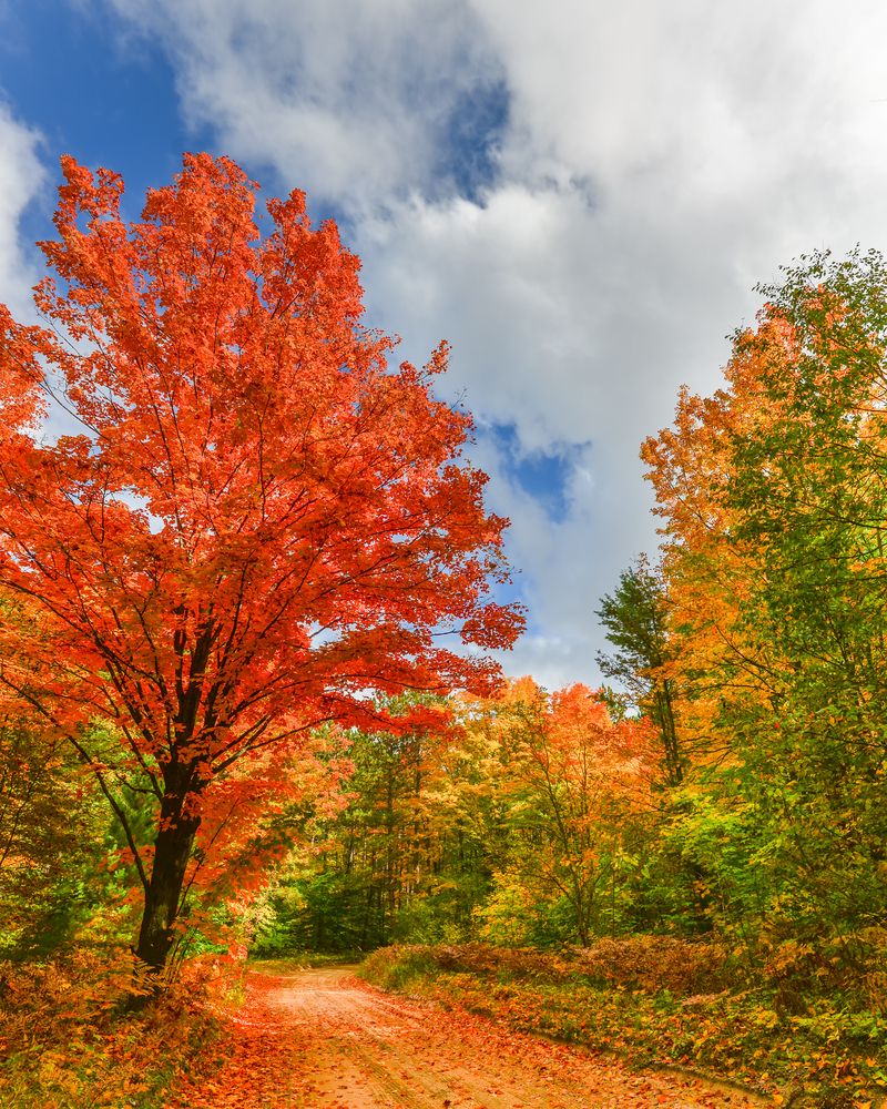 View of Hartwick Pines State Park during the fall