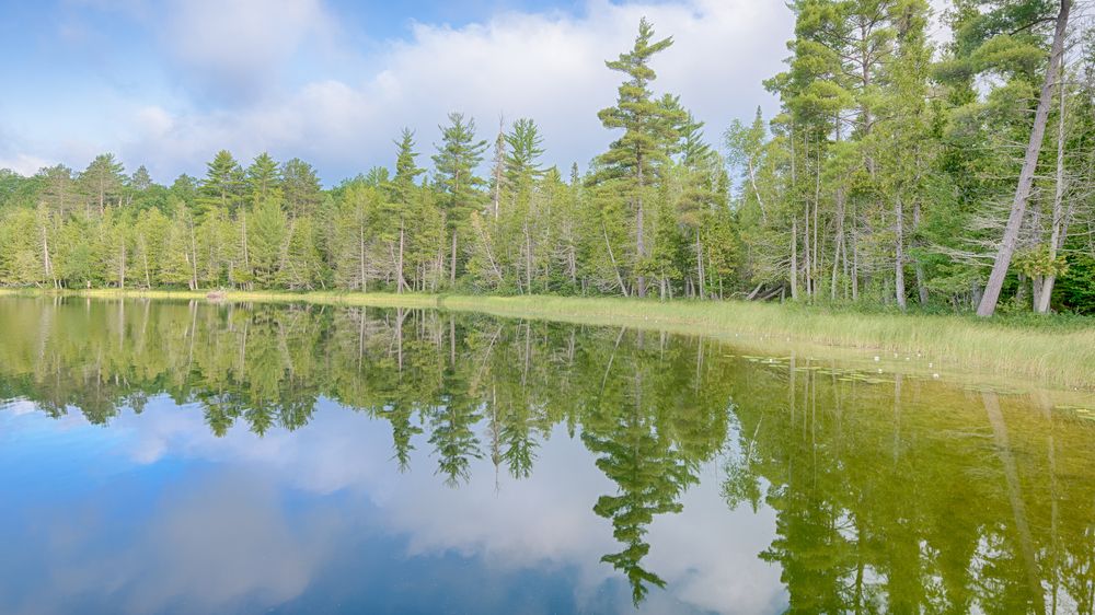 Scenic view of Hartwick Pines State Park