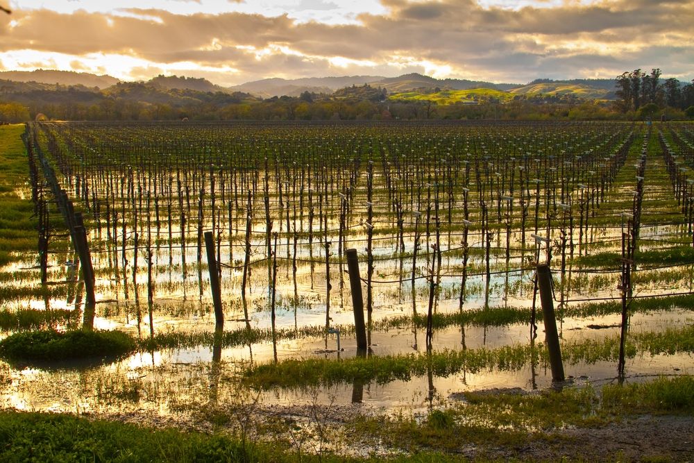 Vineyards in Healdsburg Countryside