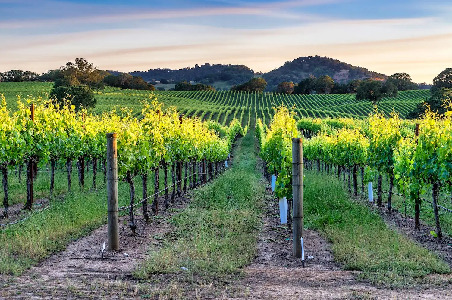 25 Best Things to Do in Healdsburg, CA