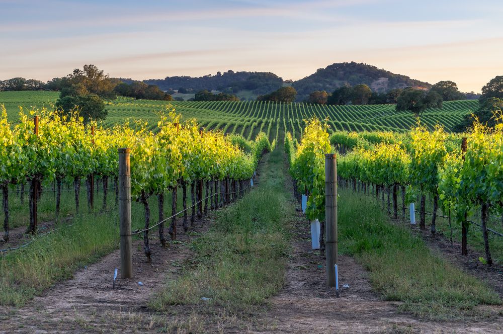 Wine Tasting Healdsburg