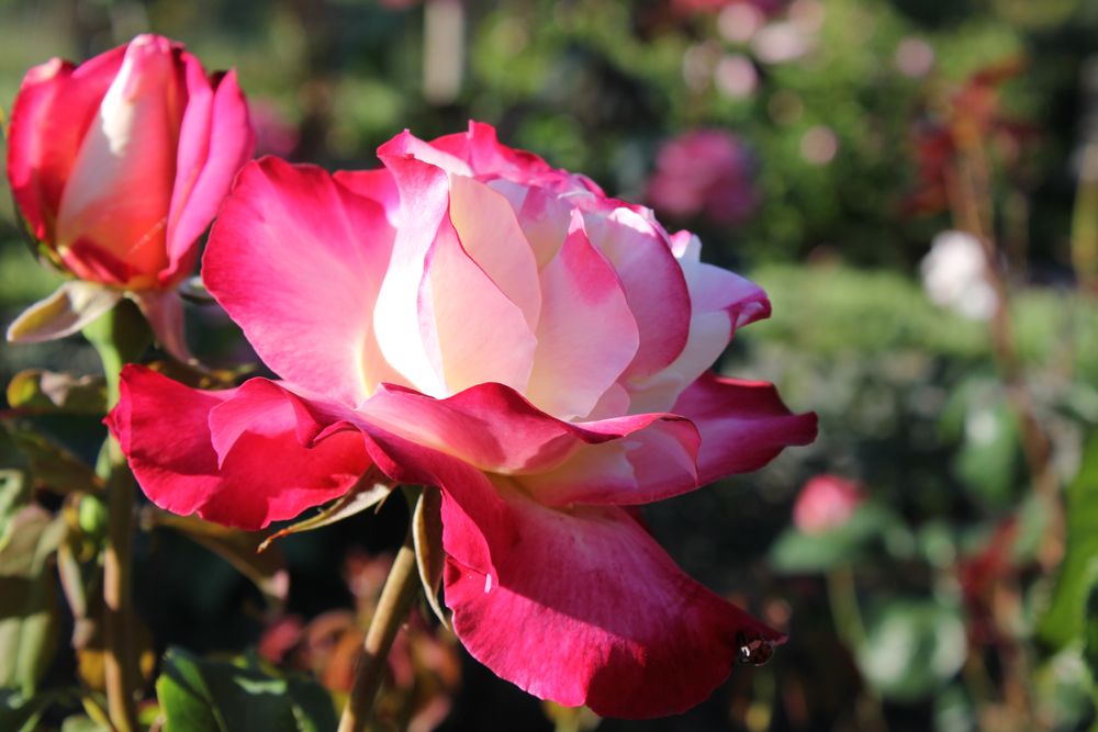 A beautiful rose in The Gardens at Heather Farm