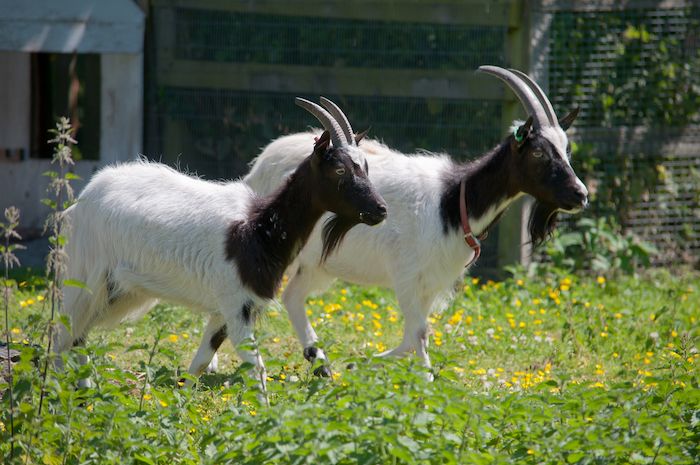 Heeley City Farm