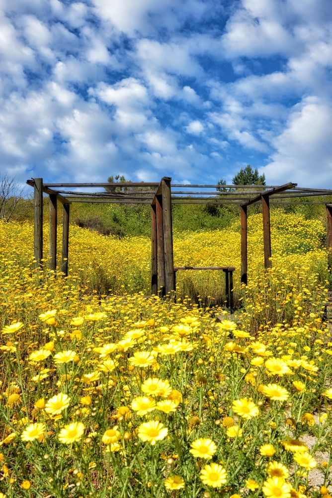 Vibrant yellow flowers at Heritage Museum of Orange County