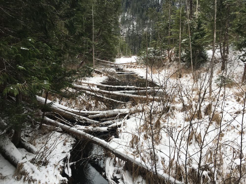 Trees fallen over a creek at Herring Cove Trail