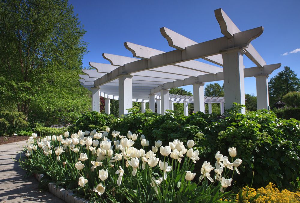Beautiful tulips in Hershey Garden