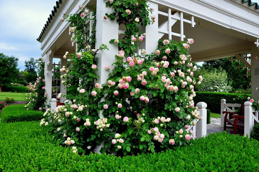 Pretty roses surrounding Hershey Gardens' gazebo
