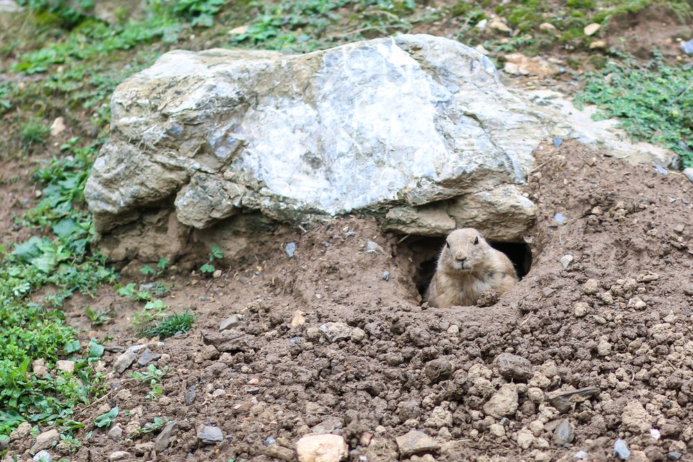 Prairie dog exhibit in ZooAmerica