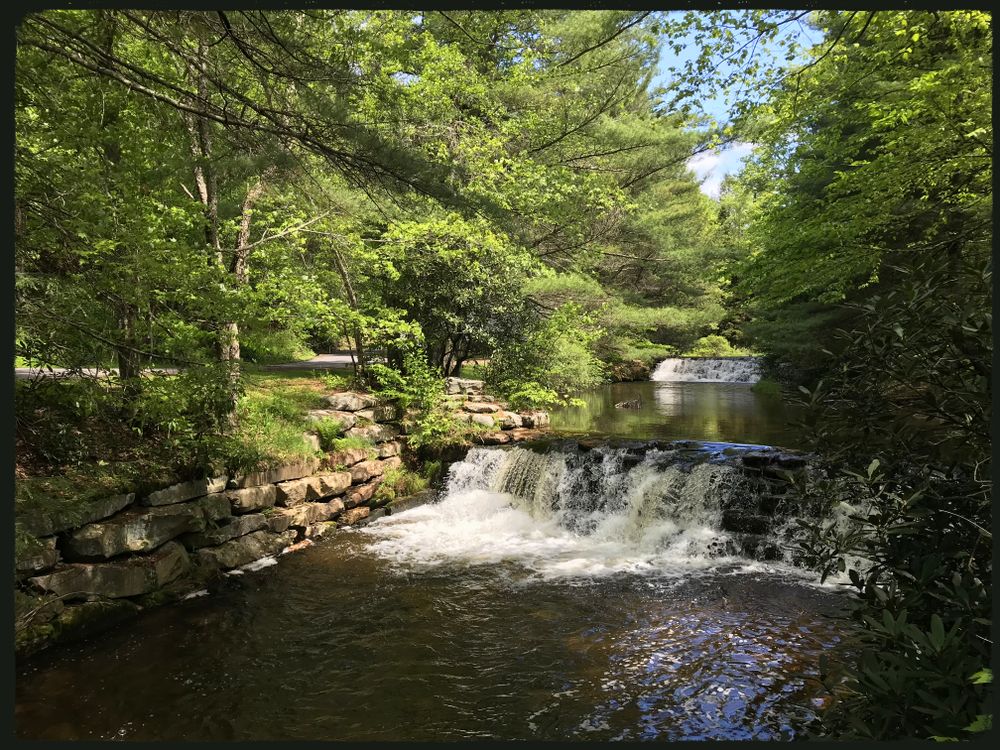 Tall, green trees surrounding a small water cascade.