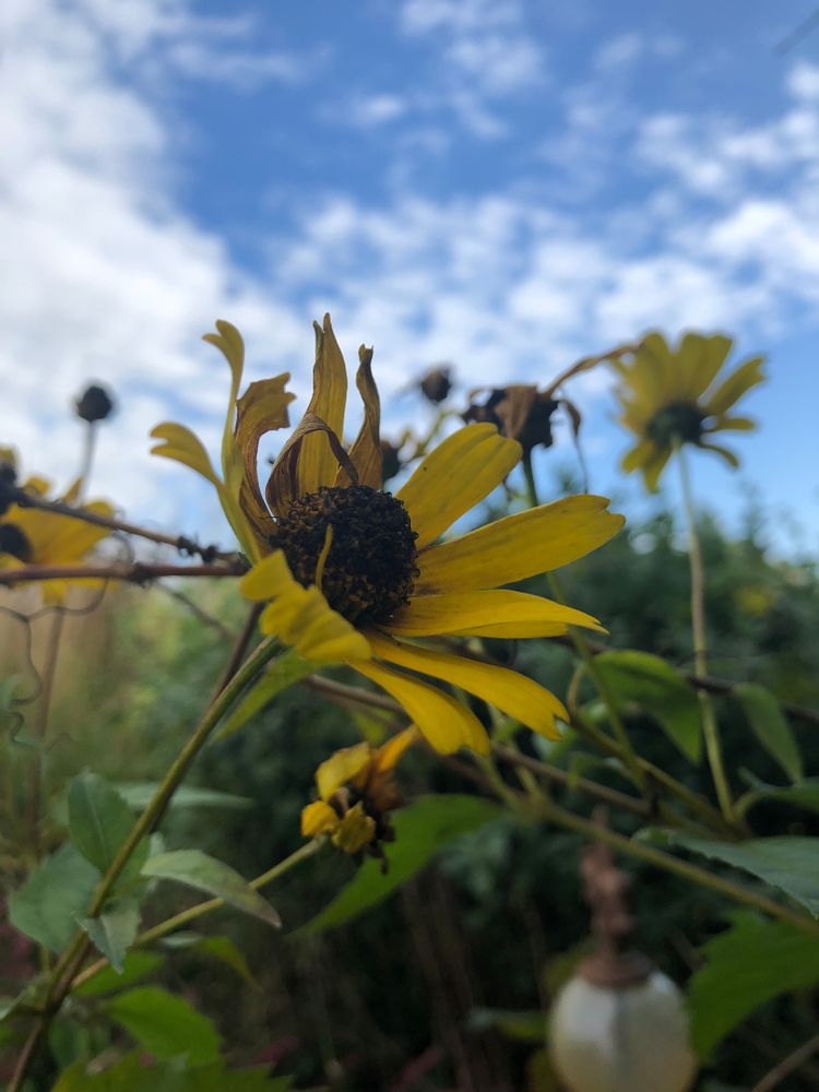 Sunflower at Hidden Cove Orchard