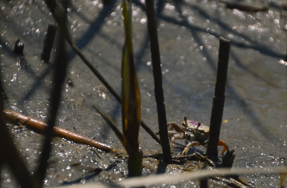 A crab crawling on the marshes at Hoop Pole Creek Nature Trail