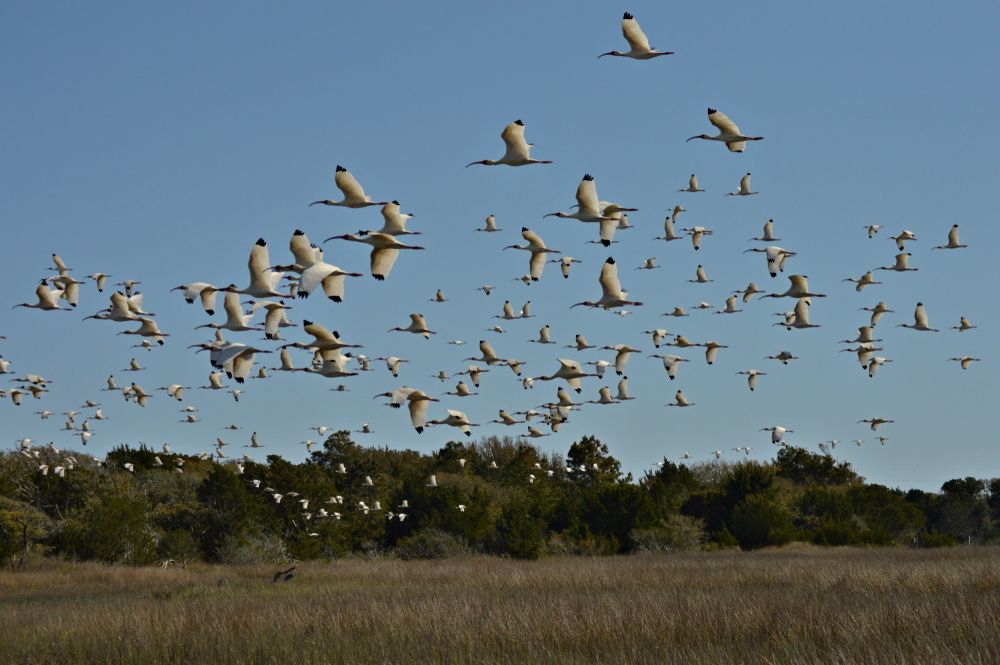 A flock of birds flying over the grass at Hoop pole Creek nature trail