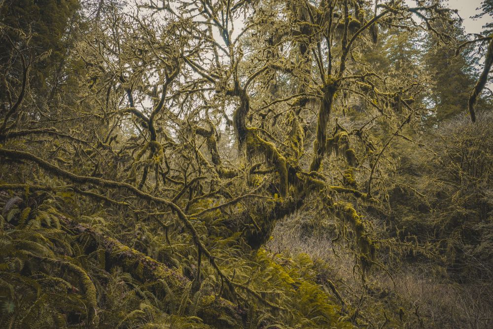 Moss covered trees along the Howland Hill Road