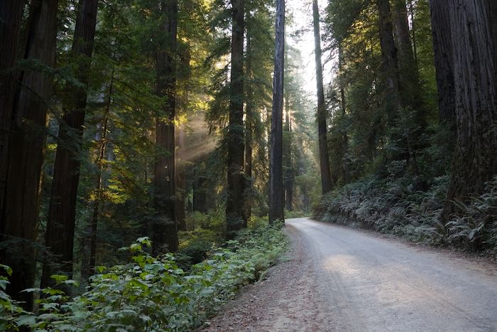 Howland Hill Road covered in tall trees on both the sides
