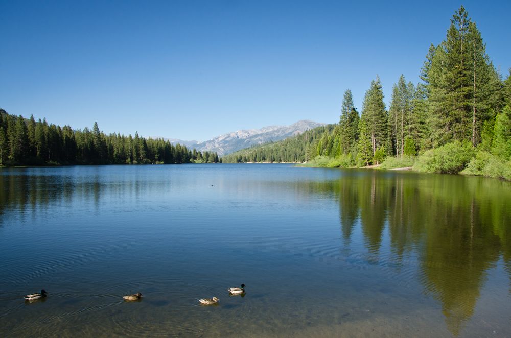 Ducks swimming at Hume Lake