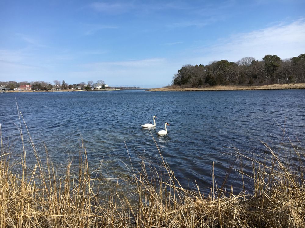 Swan at Indian Island County Park