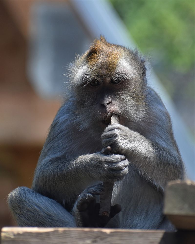 Macaque at the Indianapolis Zoo