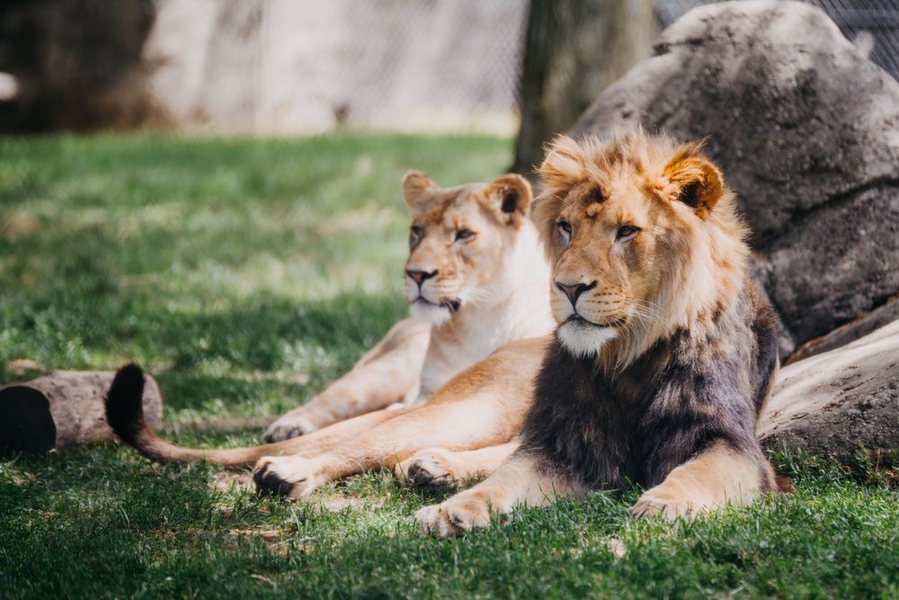 Lions resting on the grass at the Indianapolis Zoo