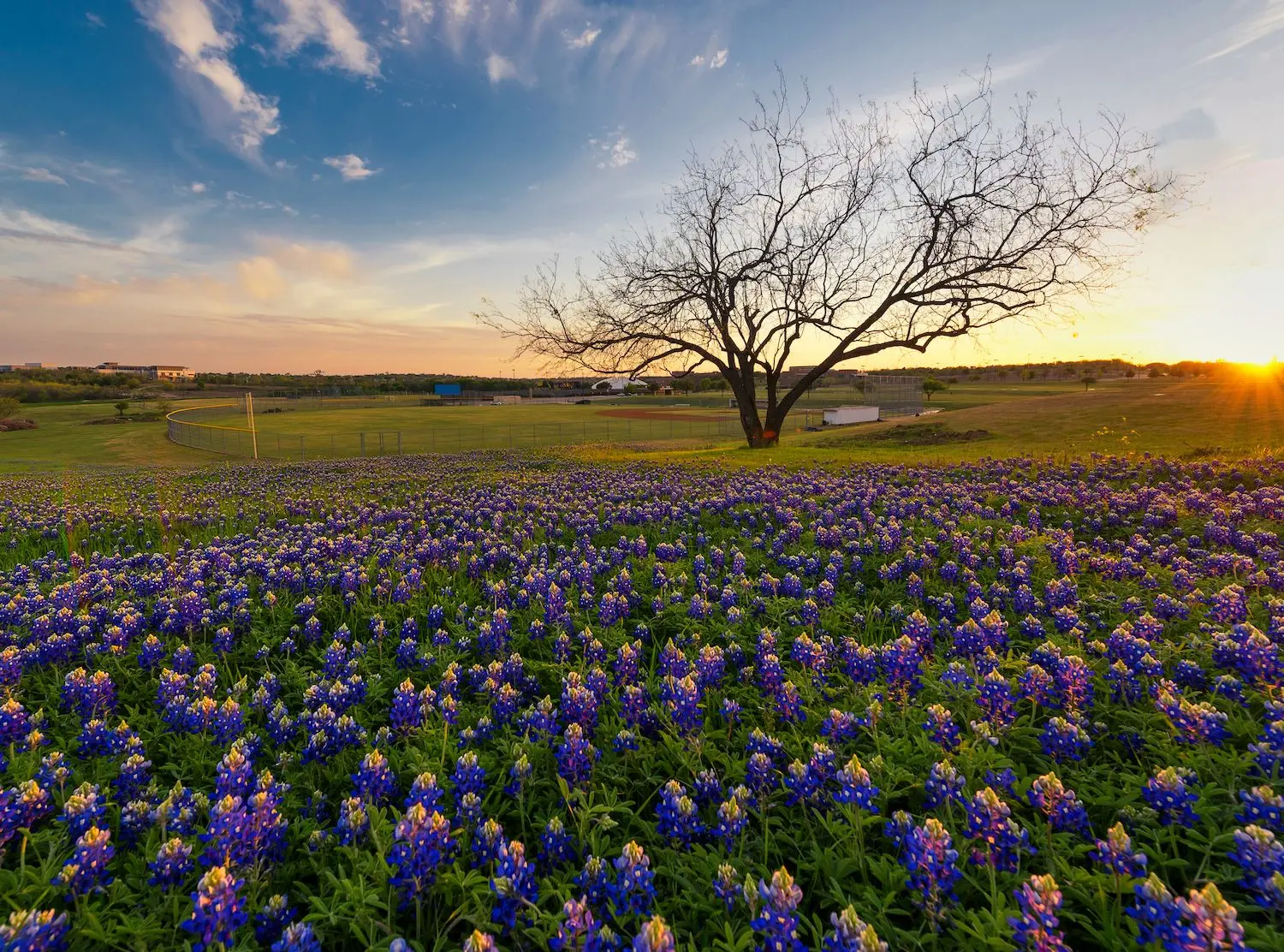 20 Best Things to Do in Irving, TX