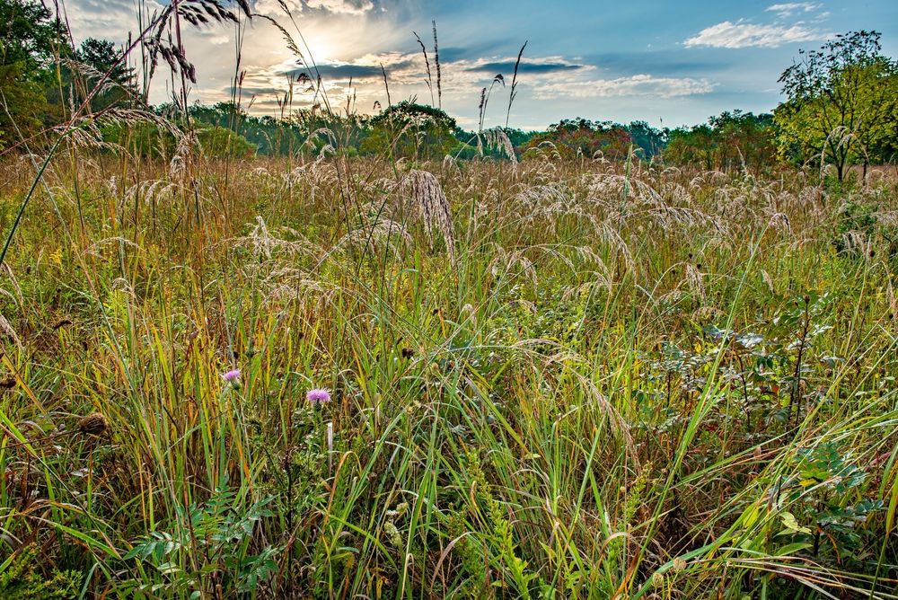 View of Ivy Creek Natural Area