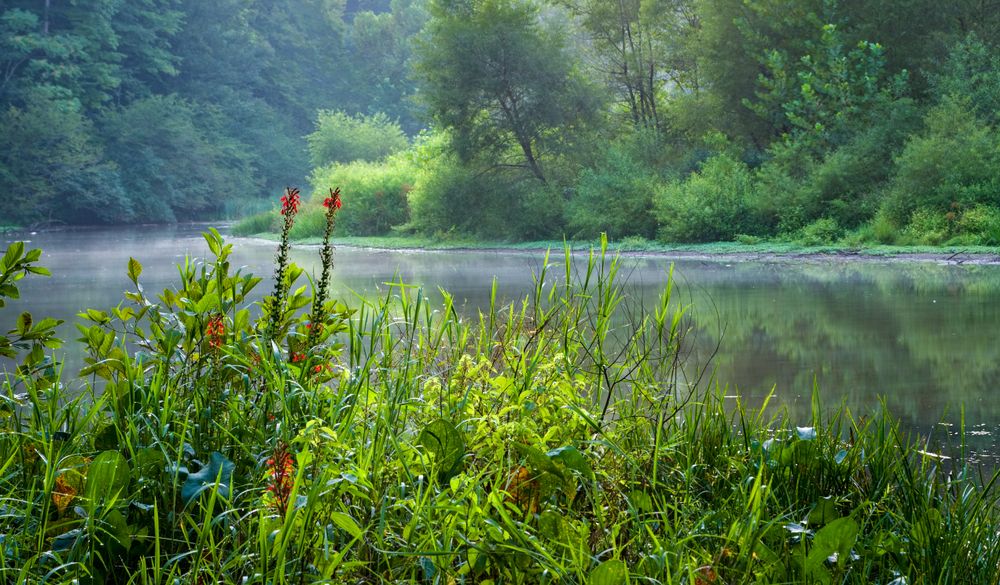 Landscape of Ivy Creek Natural Area