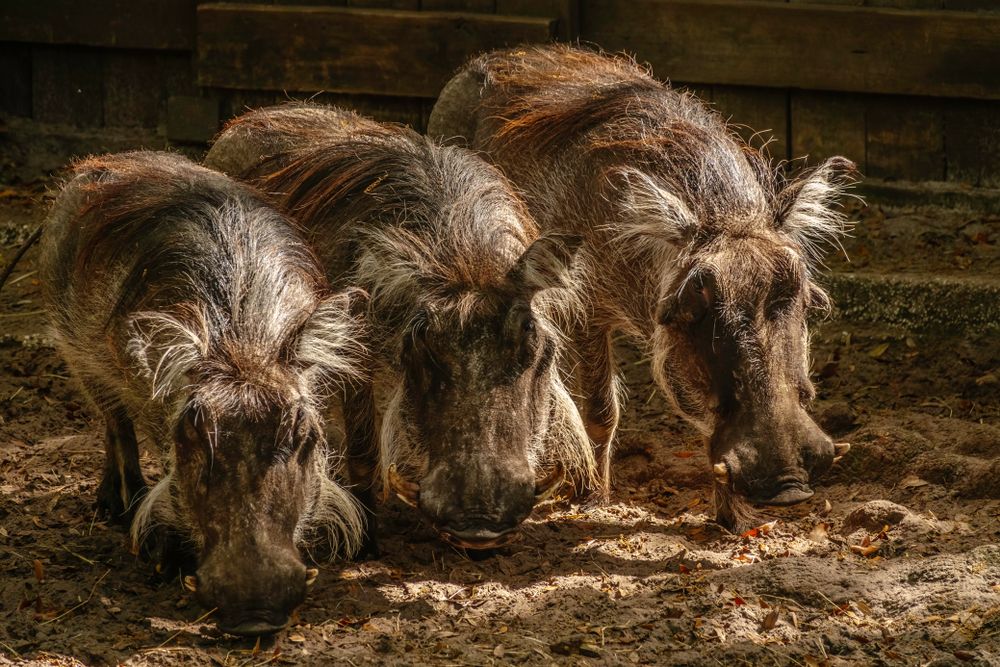 Warthogs at Jacksonville Zoo and Gardens