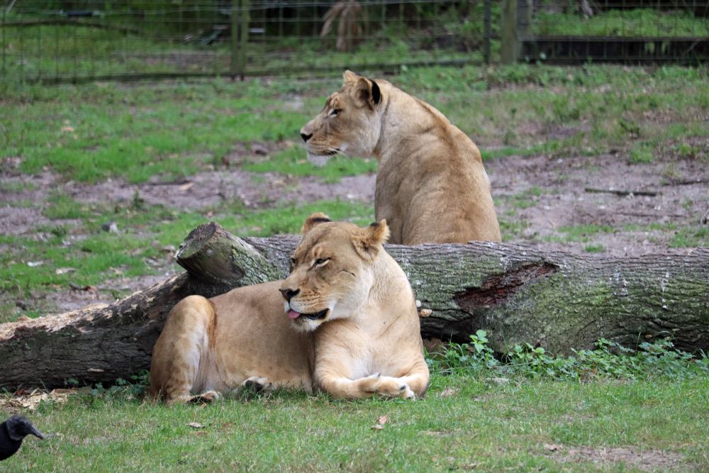Lions at Jacksonville Zoo and Gardens