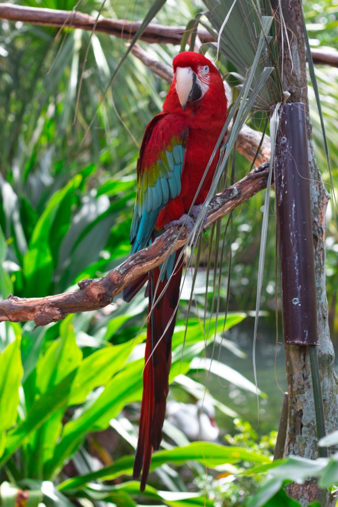 Colorful parrot at Jacksonville Zoo and Gardens