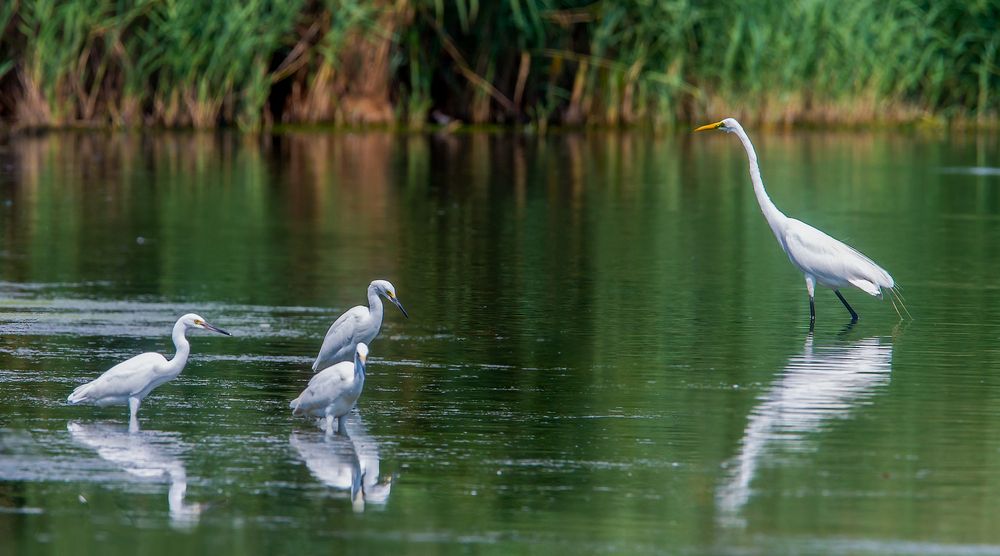 Egrets at Jamaica Bay Wildlife Refuge