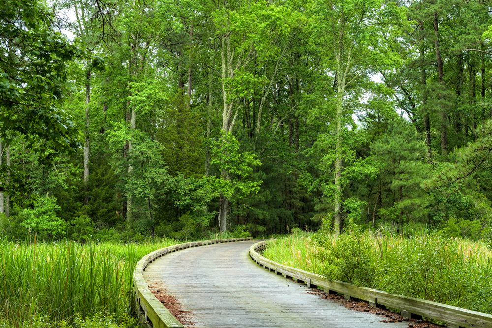Jamestown Island Drive