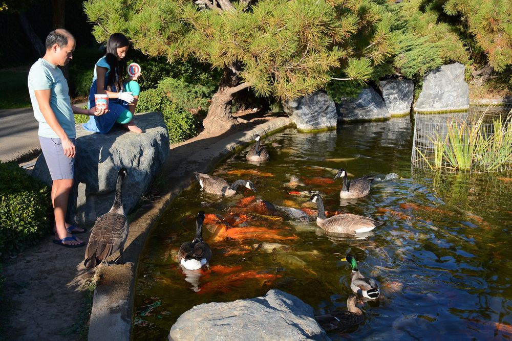 Visitors feeding the ducks at Japanese Friendship Garden