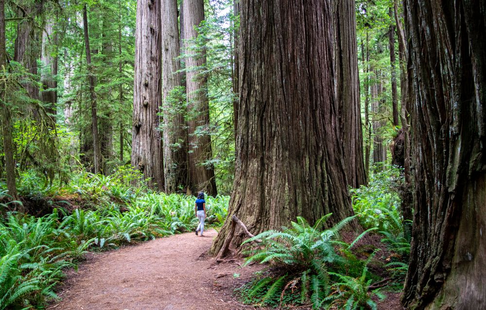 A young woman walking beside gigantic trees at Jedediah Smith Redwoods State Park