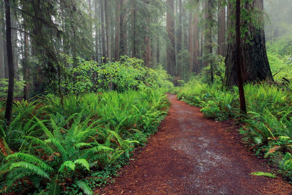 Trail covered with green plants at Jedediah Smith Redwoods State Park