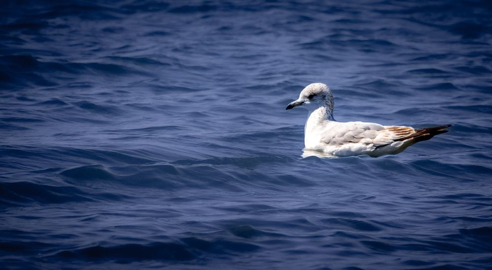 A bird swimming in Joe Pool Lake